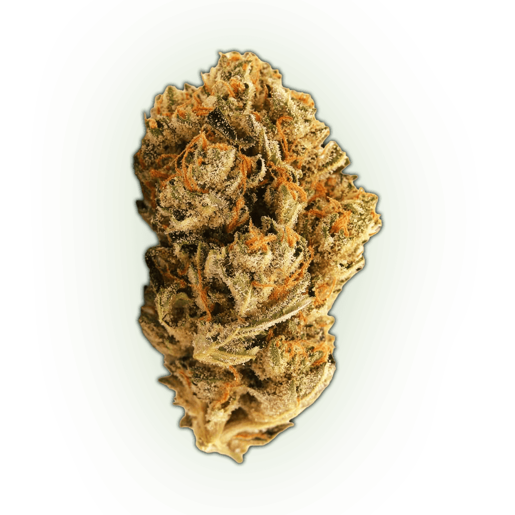 RS11 (Rainbow Sherbert #11)